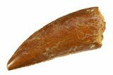 Serrated, Raptor Tooth - Real Dinosaur Tooth #295716-1